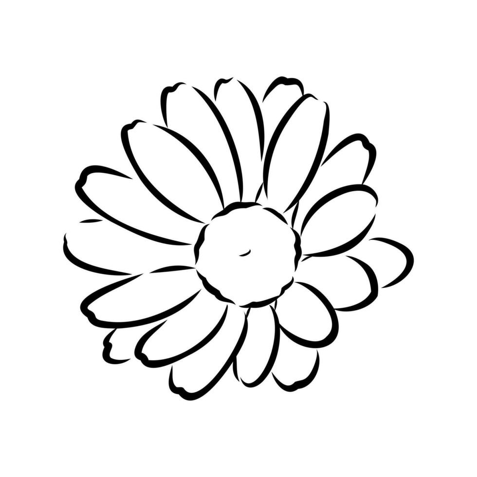 daisy flower vector sketch