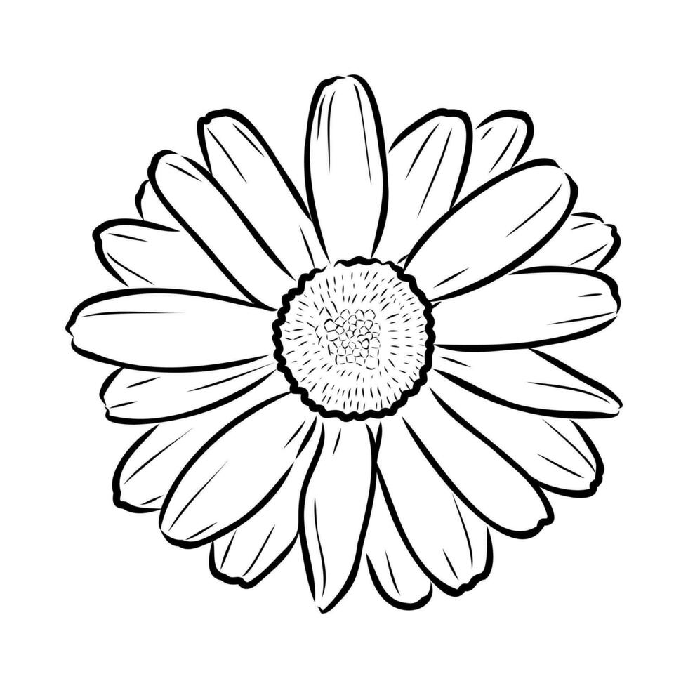 daisy flower vector sketch