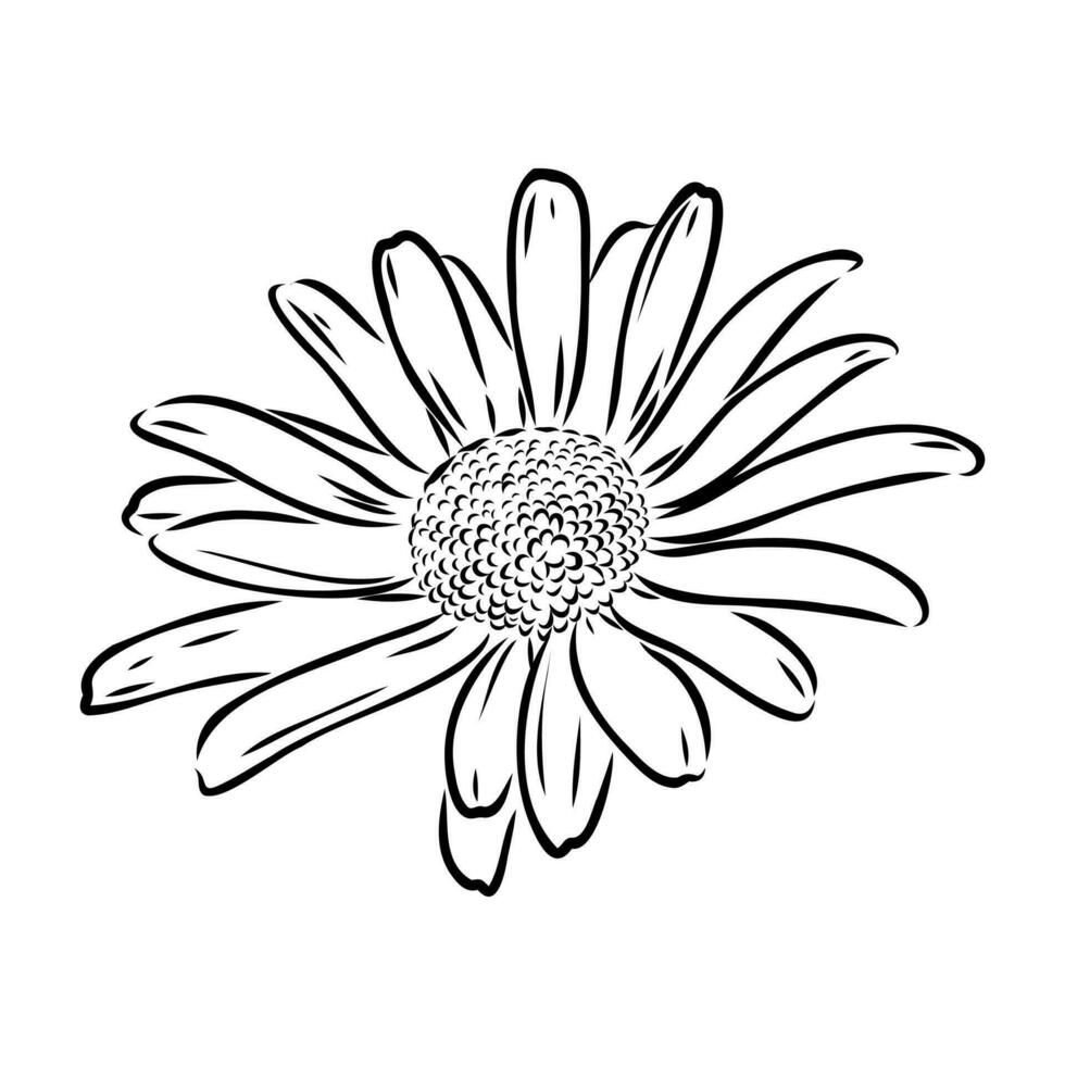 daisy flower vector sketch