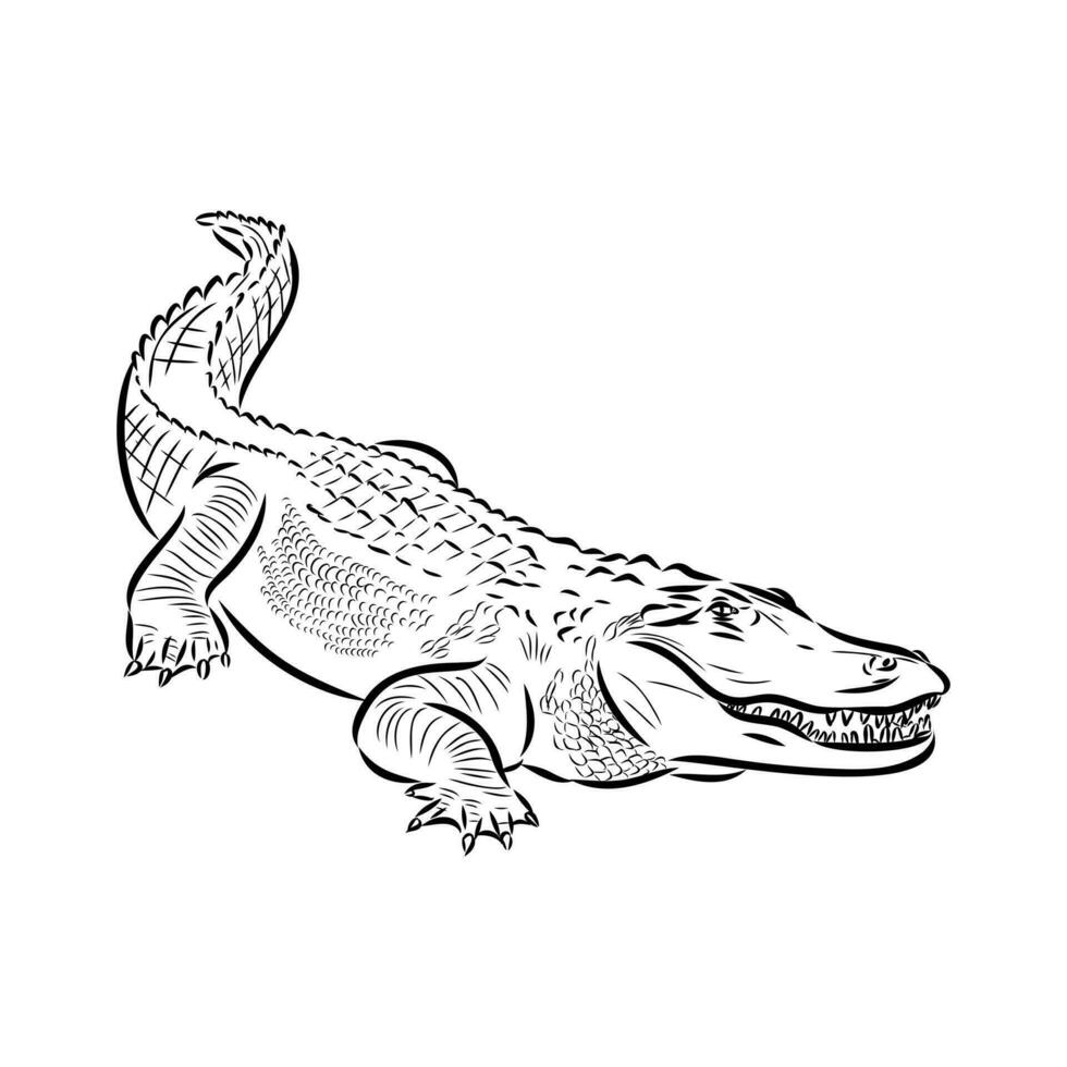 crocodile vector sketch