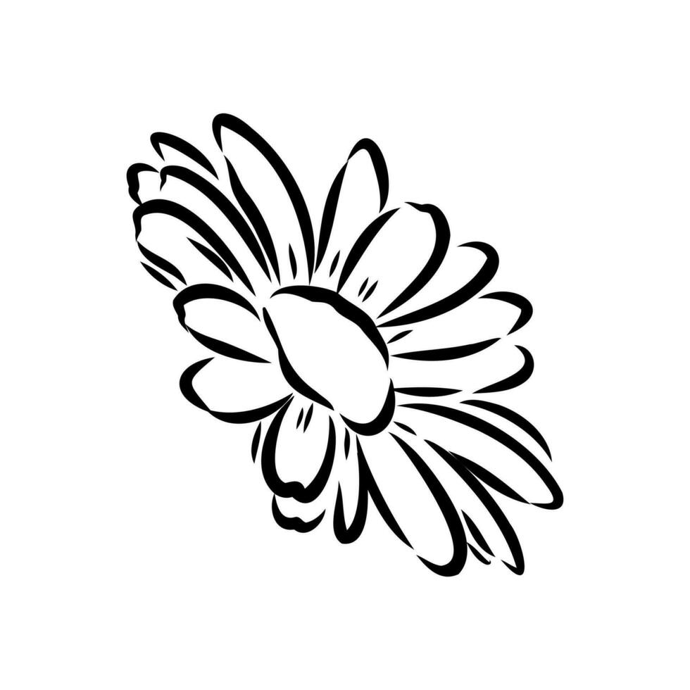 daisy flower vector sketch