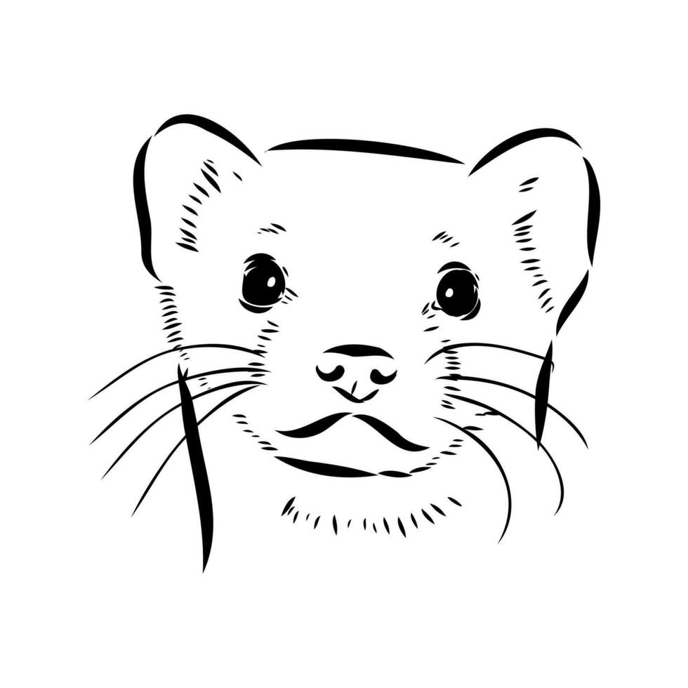 ferret vector sketch