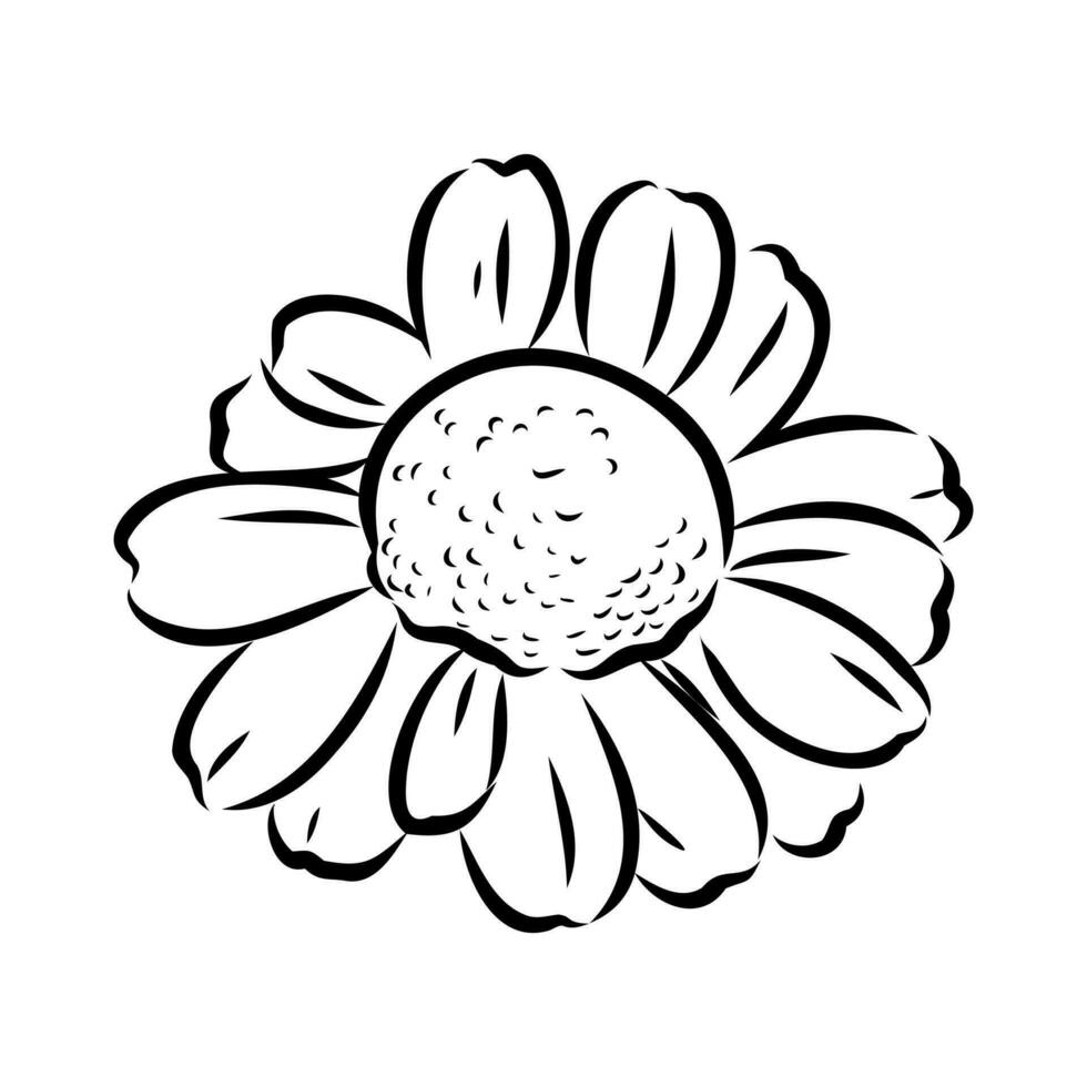 daisy flower vector sketch