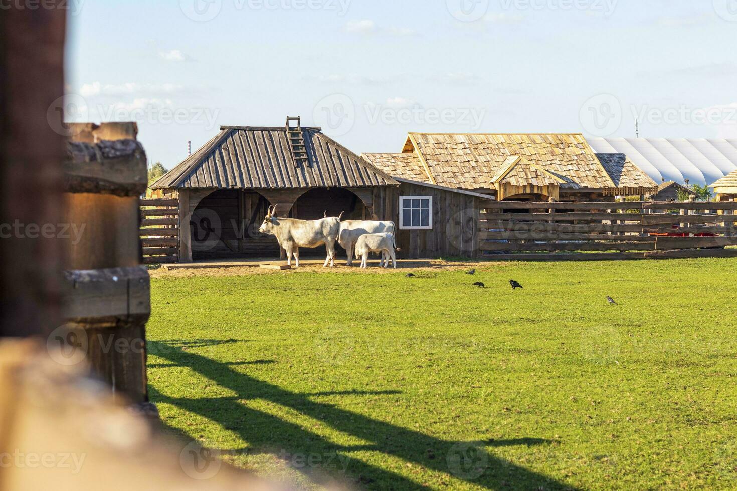 Disparo de el húngaro gris ganado. granja foto