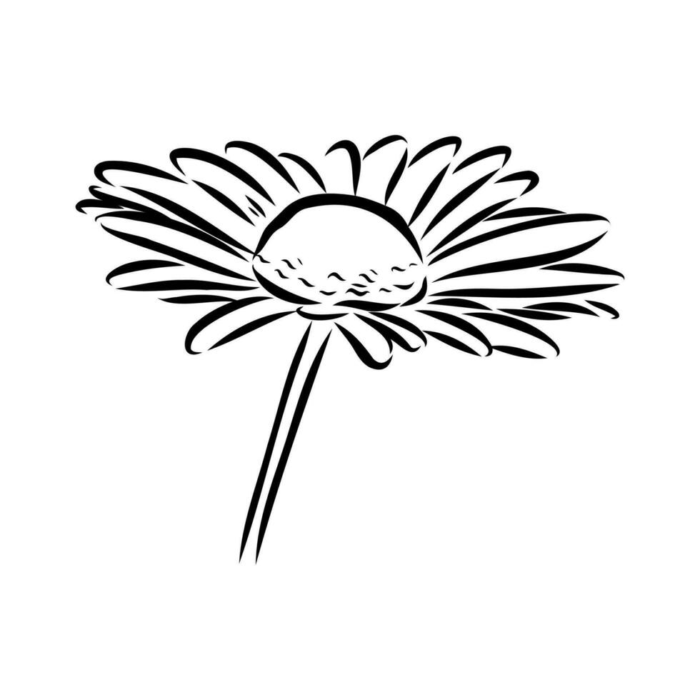 daisy flower vector sketch