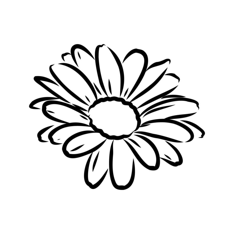 daisy flower vector sketch