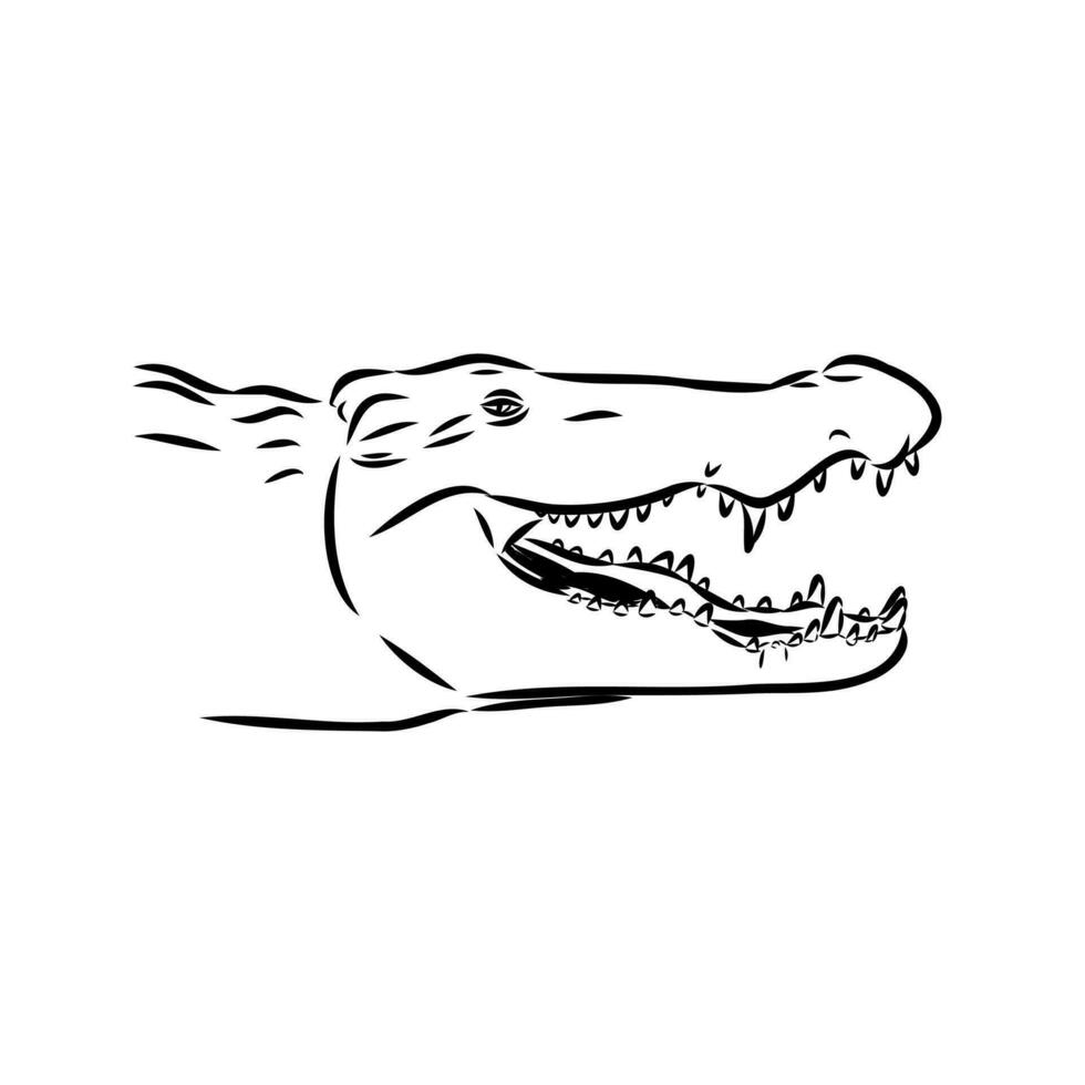 crocodile vector sketch