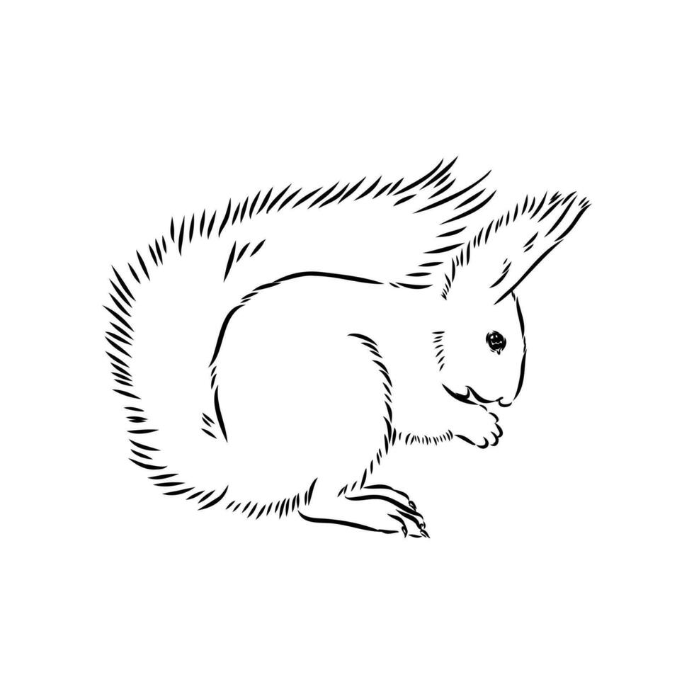 squirrel vector sketch