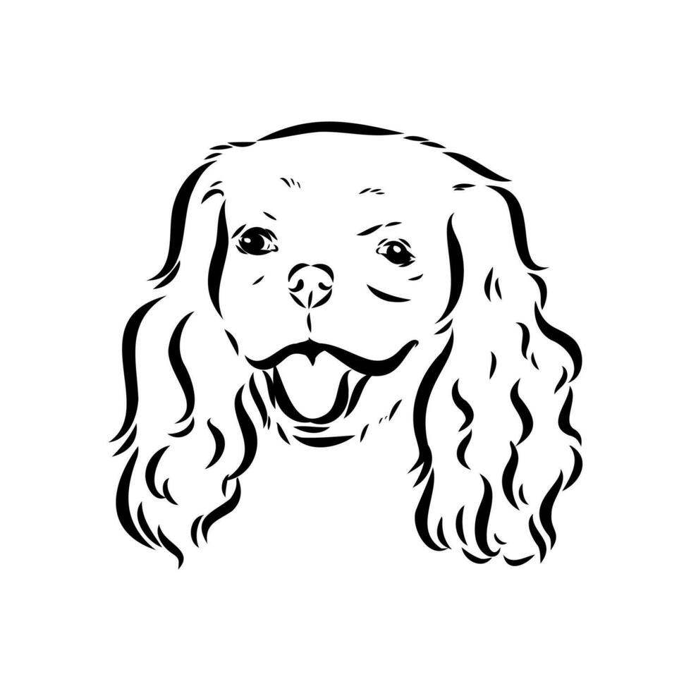 cavalier king charles dog vector sketch