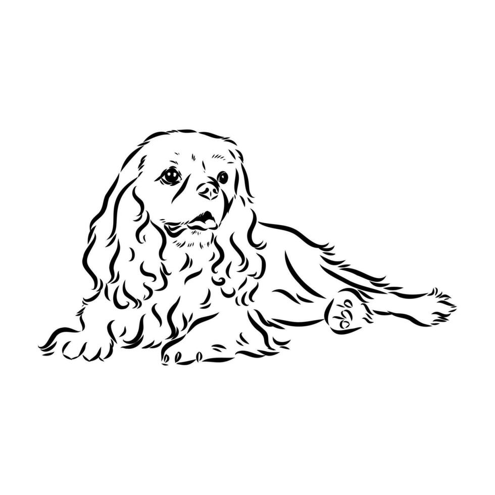 cavalier king charles dog vector sketch