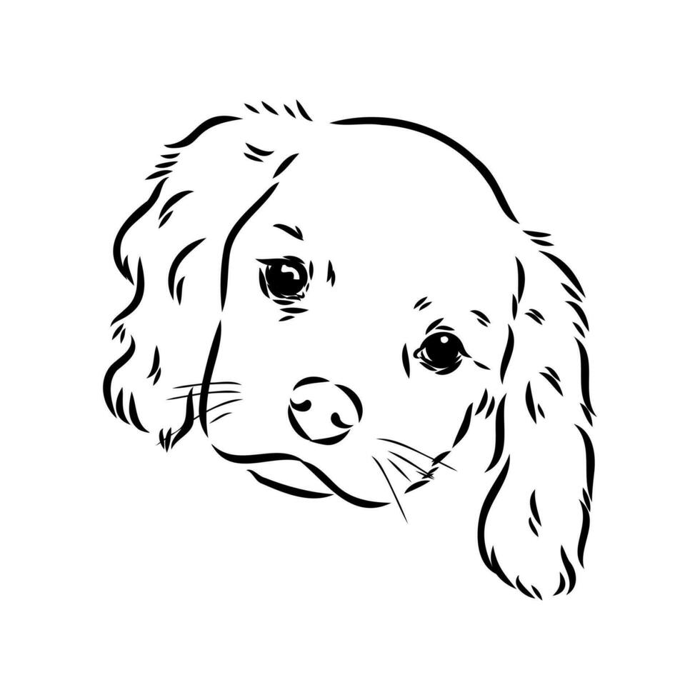 cavalier king charles dog vector sketch