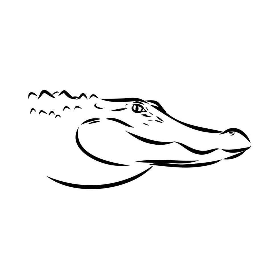 crocodile vector sketch