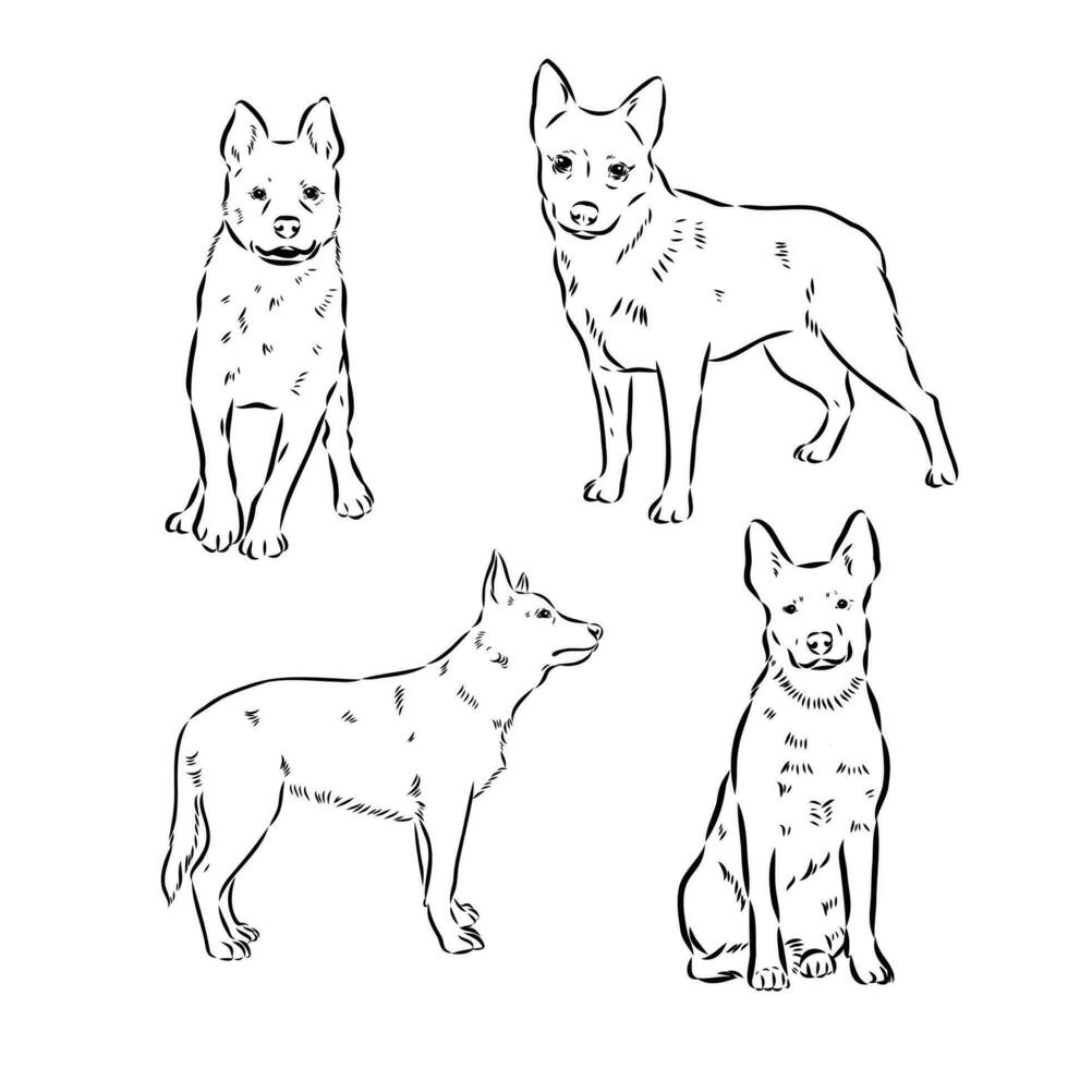 Australian cattle dog vector sketch