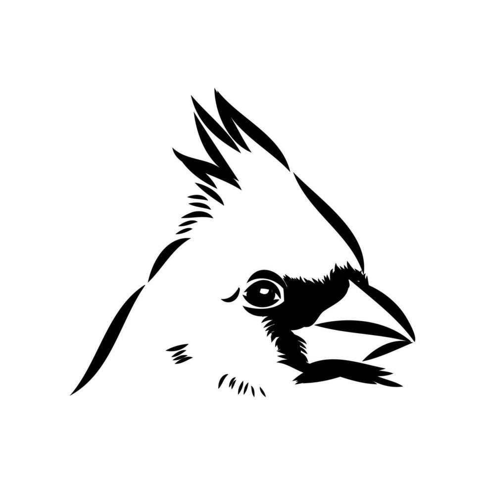 cardinal bird vector sketch