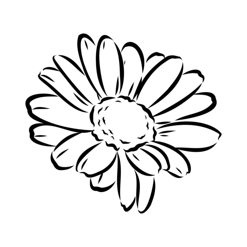 daisy flower vector sketch