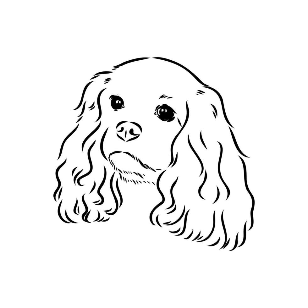 cavalier king charles dog vector sketch