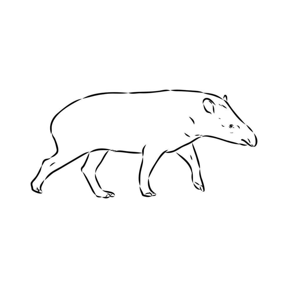 tapir vector sketch