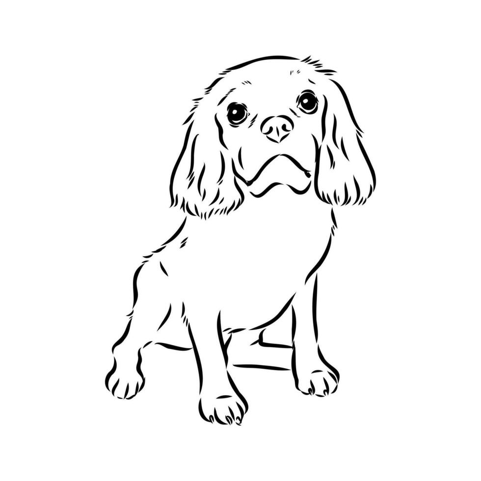 cavalier king charles dog vector sketch