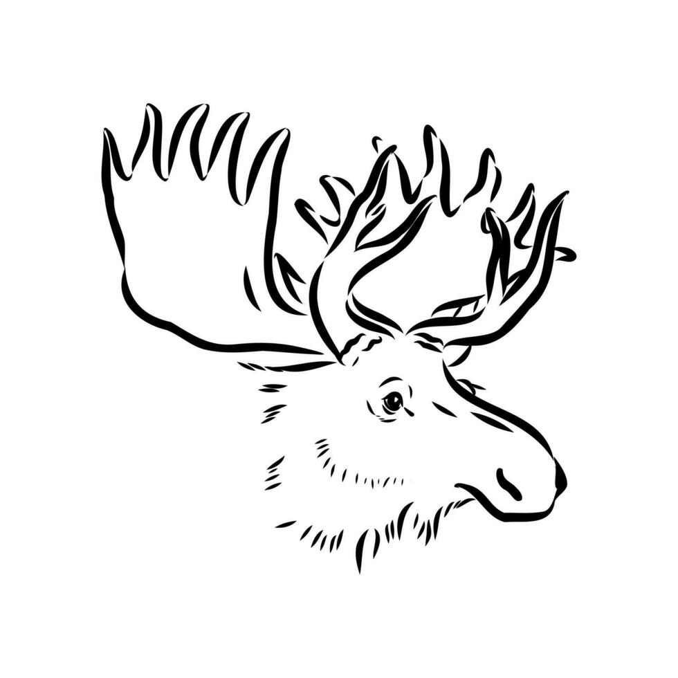 moose vector sketch