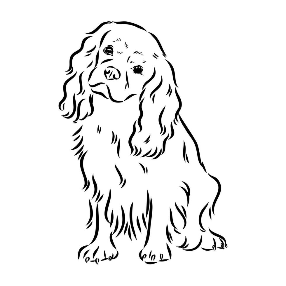 cavalier king charles dog vector sketch