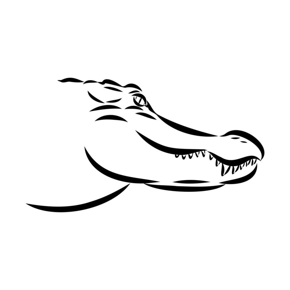 crocodile vector sketch