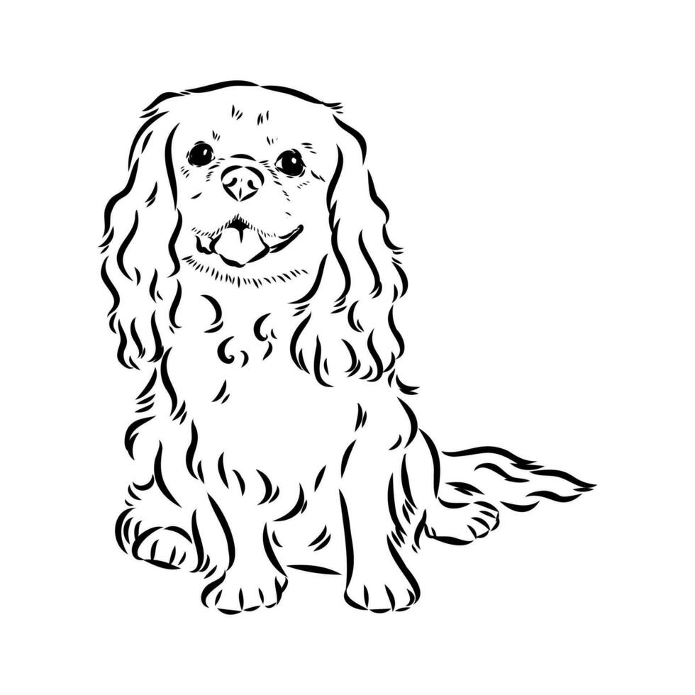 cavalier king charles dog vector sketch