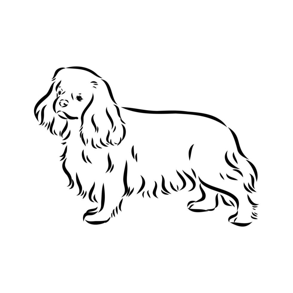 cavalier king charles dog vector sketch