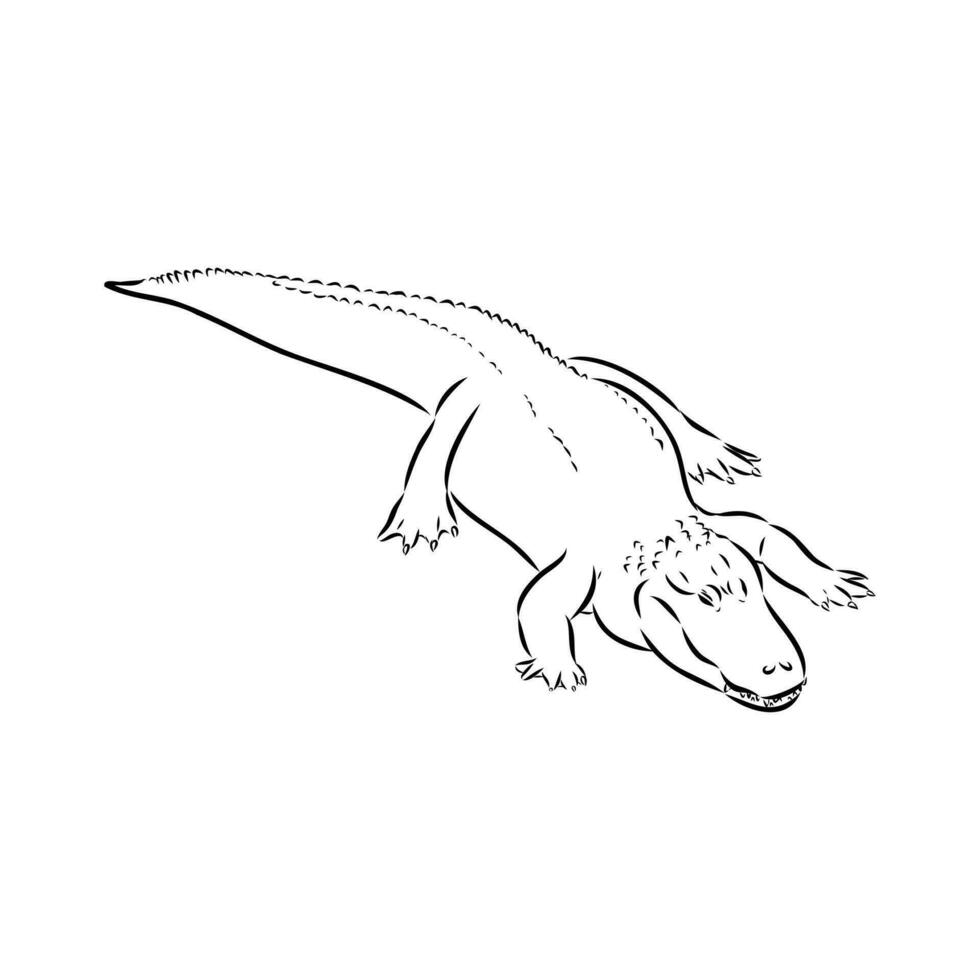 crocodile vector sketch