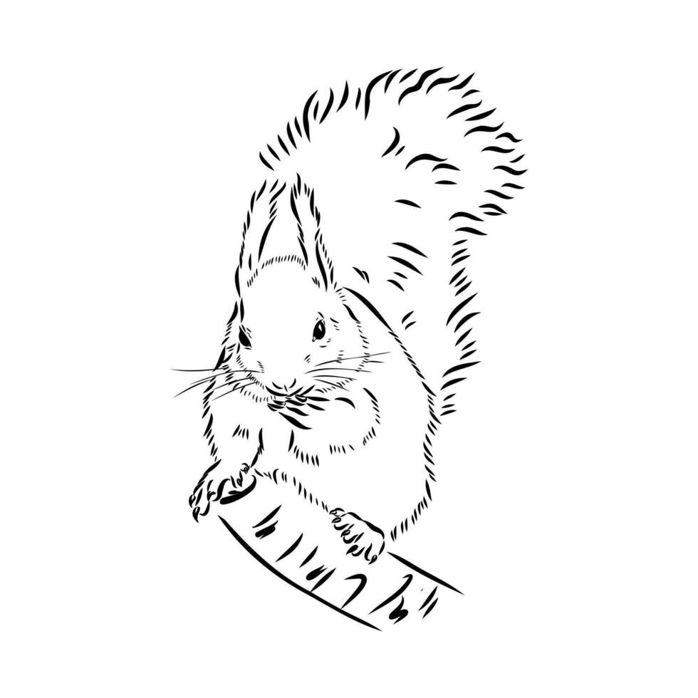 squirrel vector sketch