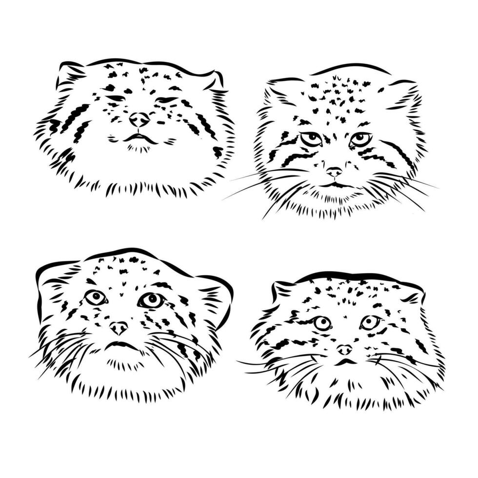 cat manul vector sketch