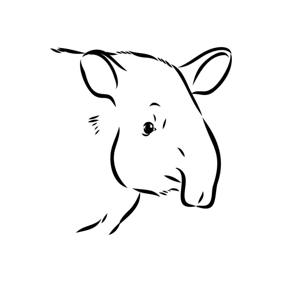 tapir vector bosquejo