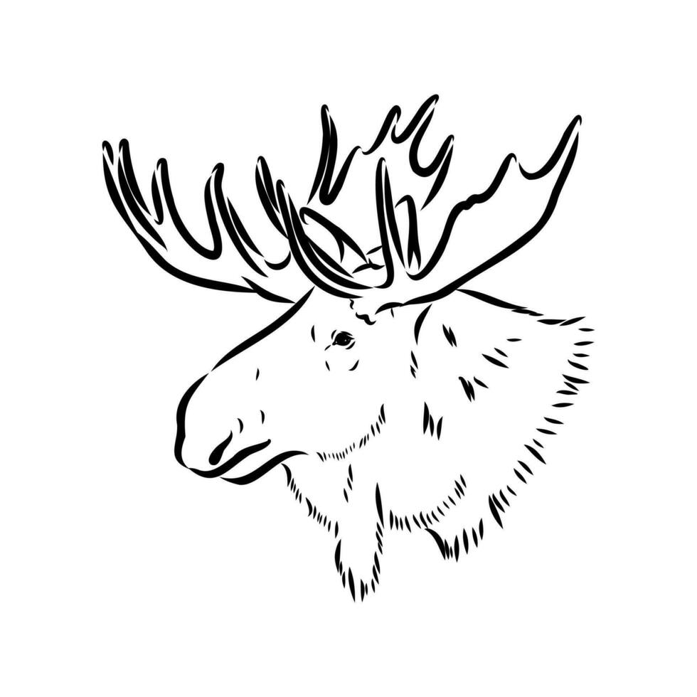 bosquejo del vector de los alces