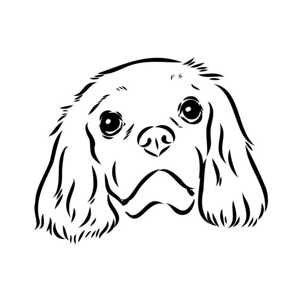 cavalier king charles dog vector sketch