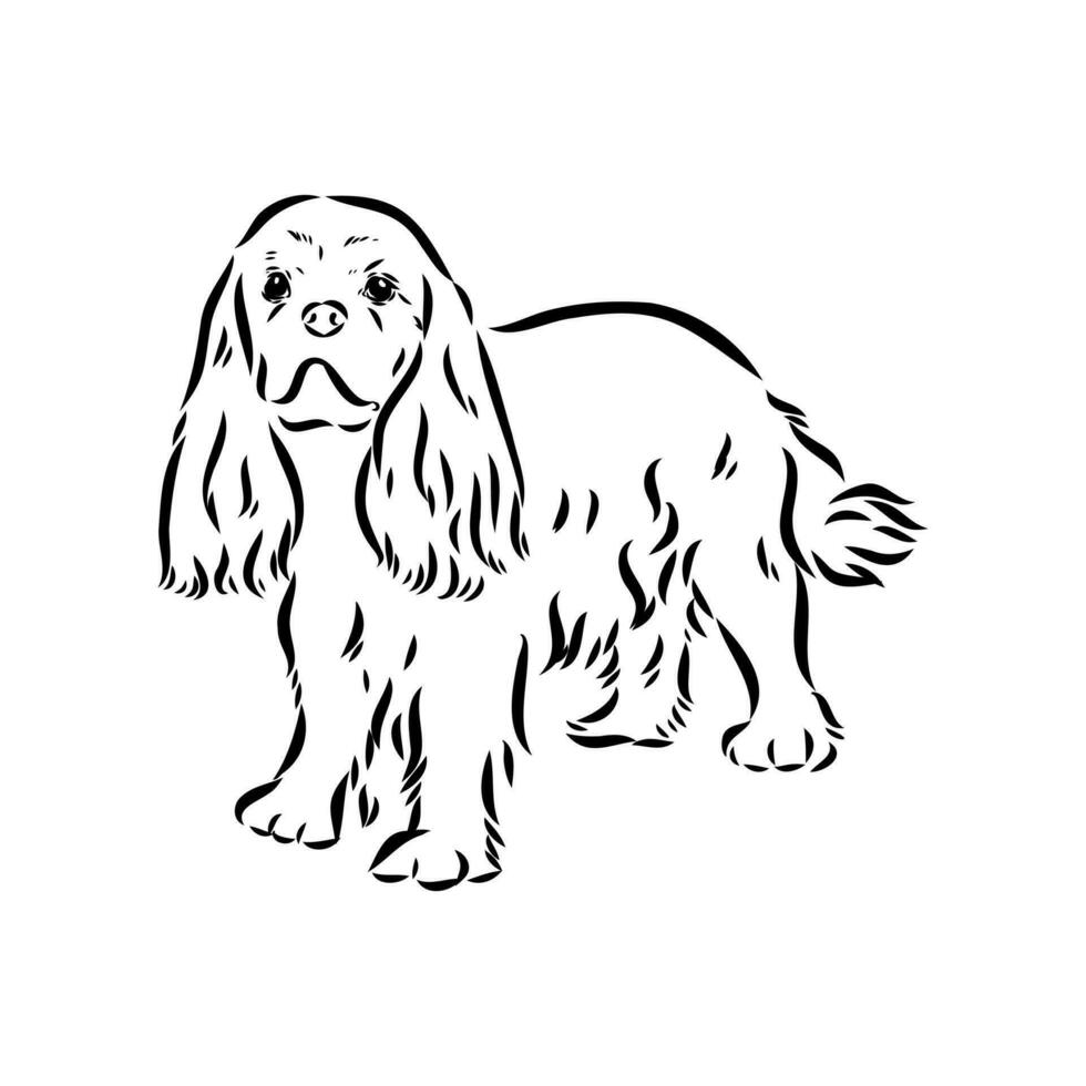 cavalier king charles dog vector sketch