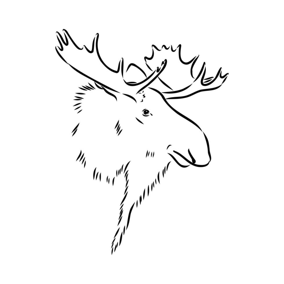 moose vector sketch