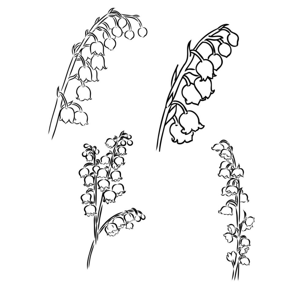 lily of the valley flower vector sketch