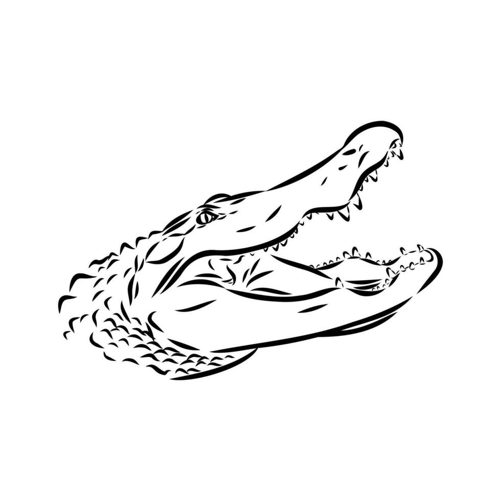 crocodile vector sketch