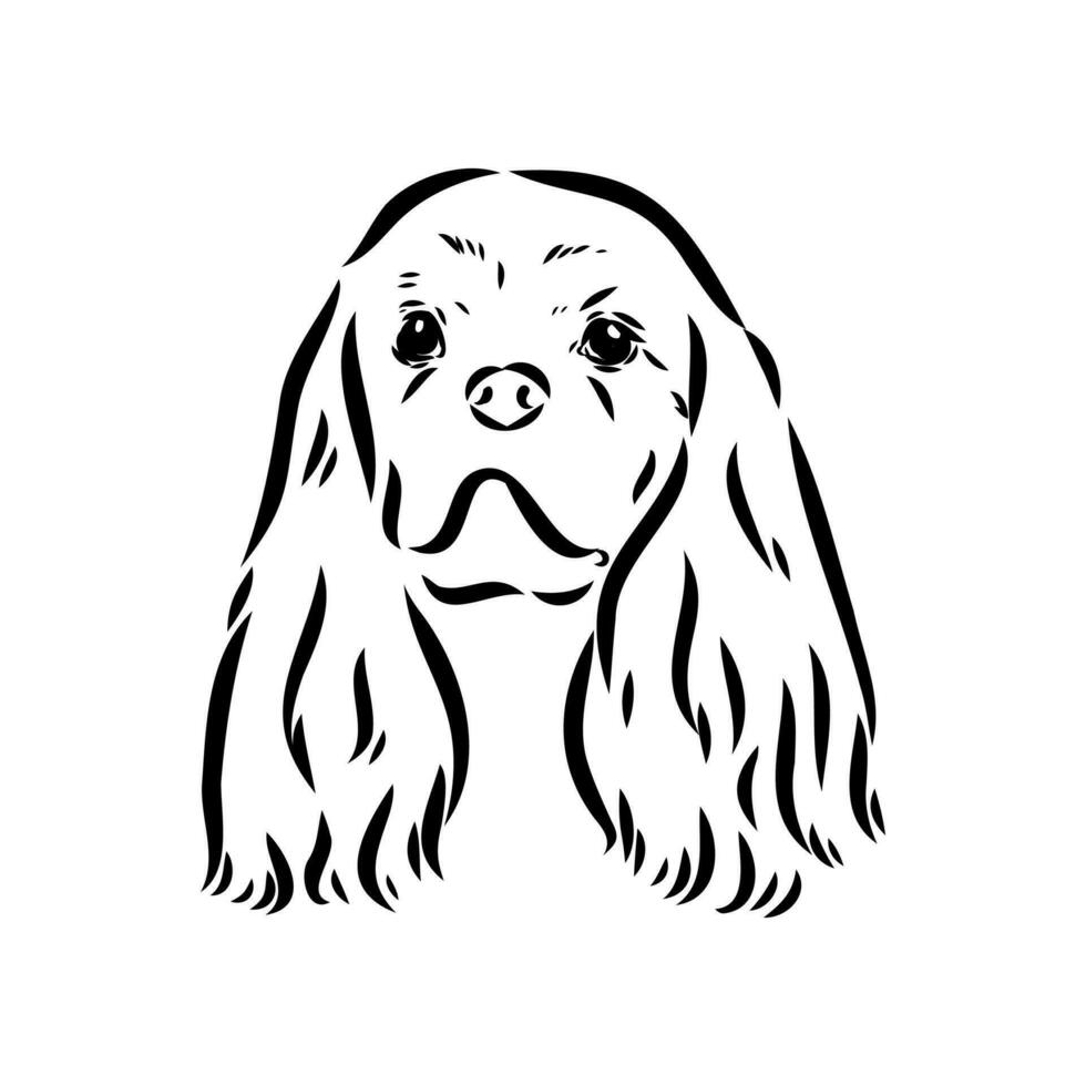 cavalier king charles dog vector sketch