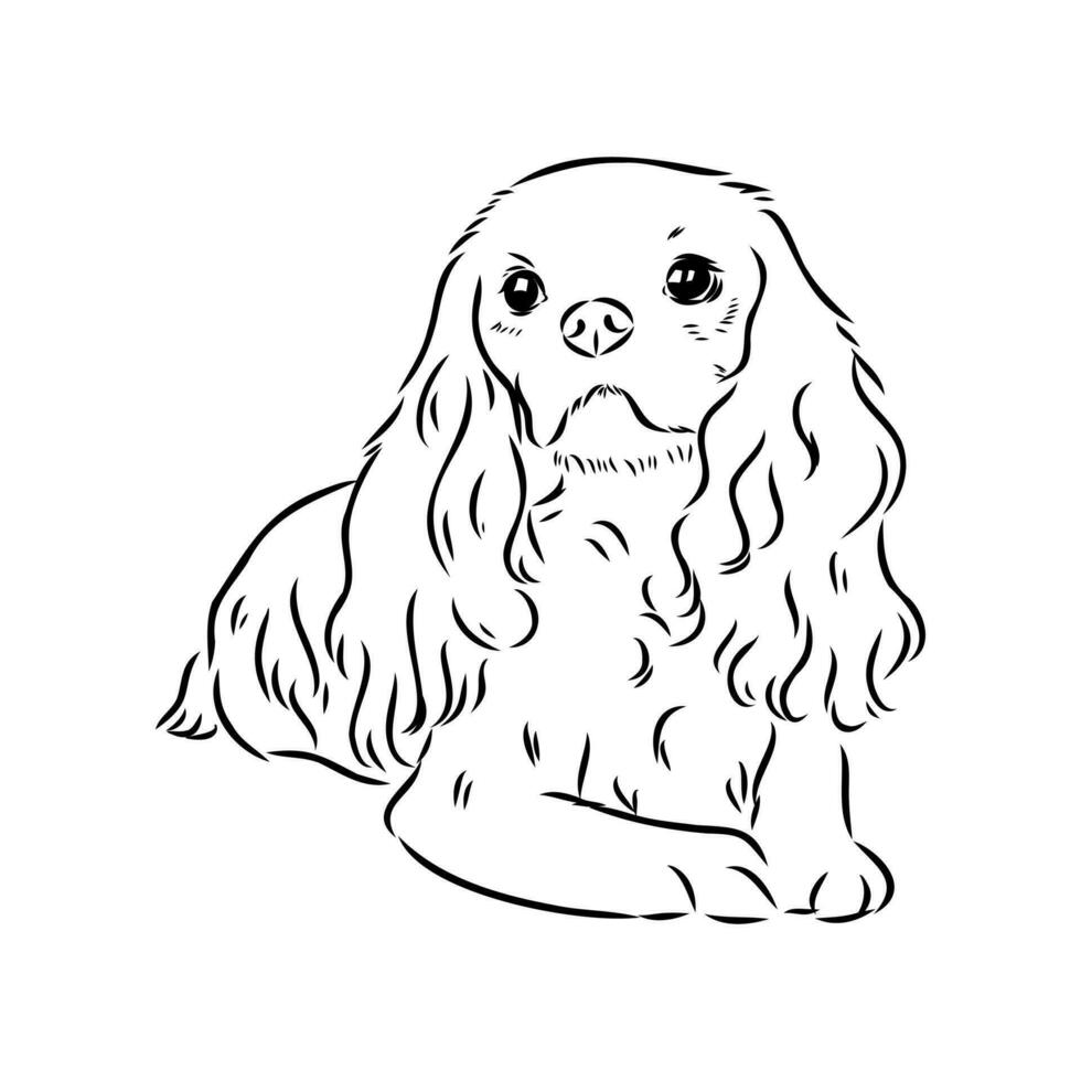 cavalier king charles dog vector sketch