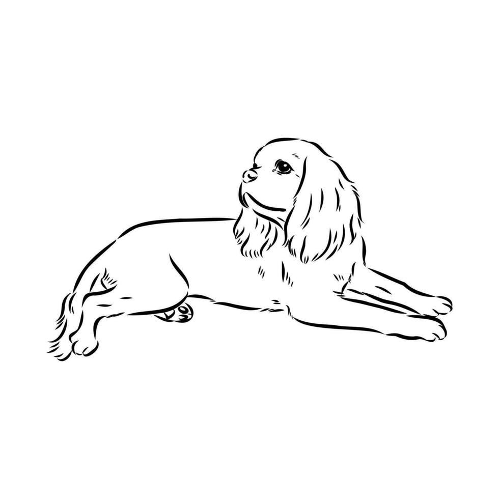 cavalier king charles dog vector sketch