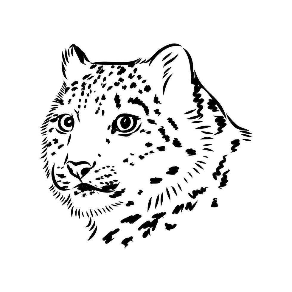 nieve leopardo vector bosquejo