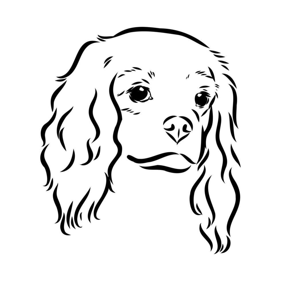 cavalier king charles dog vector sketch