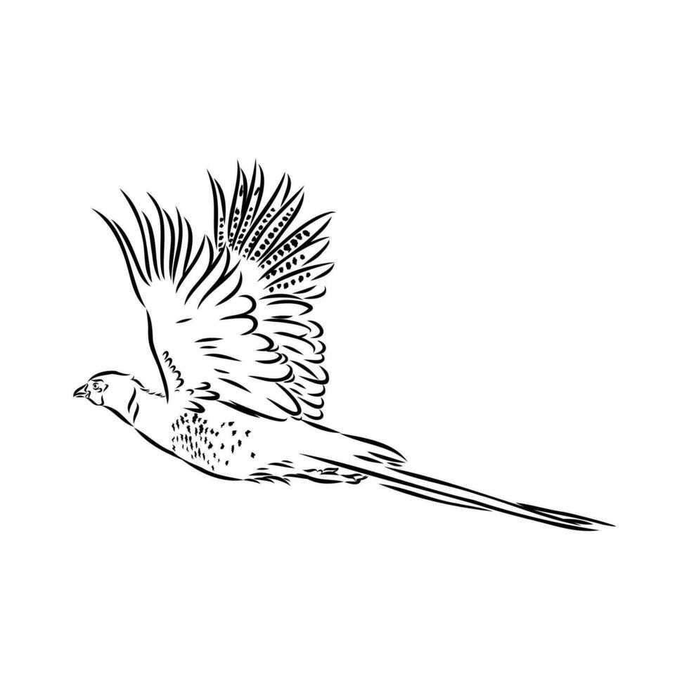 pheasant vector sketch