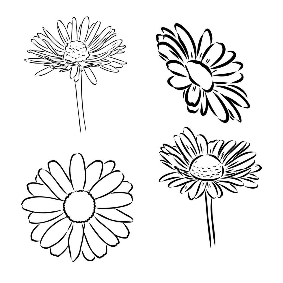 daisy flower vector sketch