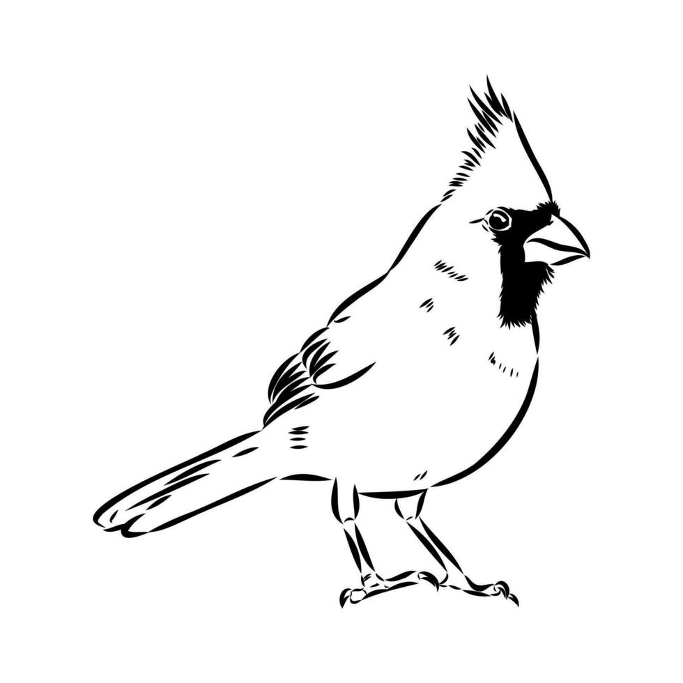 cardinal bird vector sketch