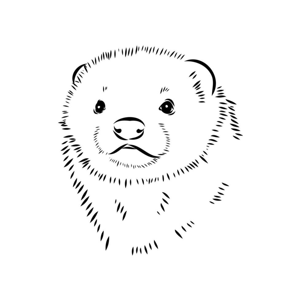 ferret vector sketch