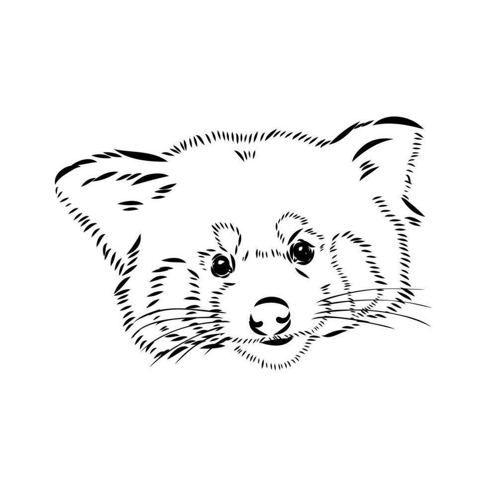 red panda vector sketch