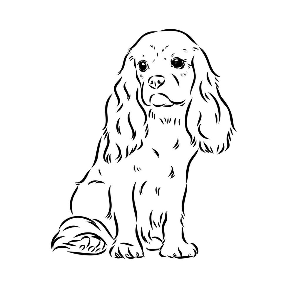 cavalier king charles dog vector sketch