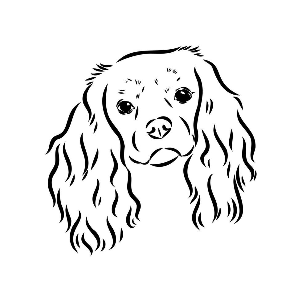 cavalier king charles dog vector sketch