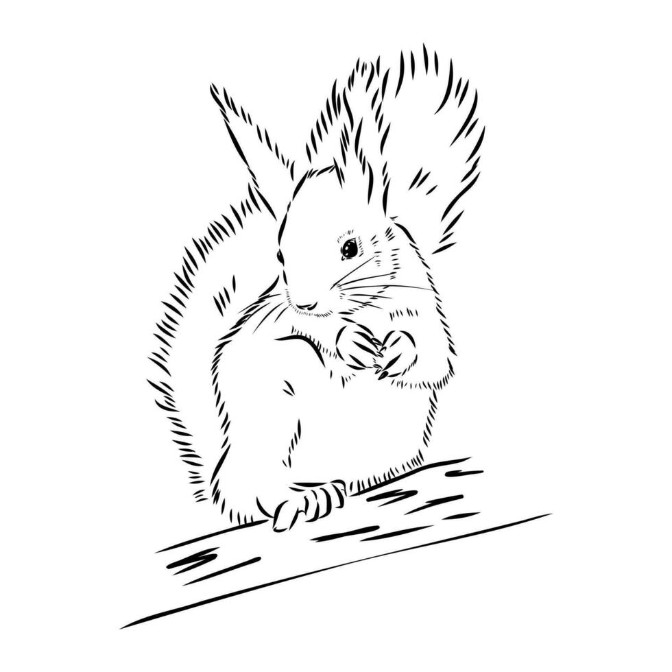 squirrel vector sketch